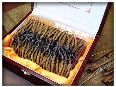 金州冬虫夏草回收